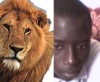 bobo vs lion